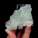 specimen video
