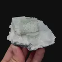 specimen video
