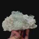 specimen video