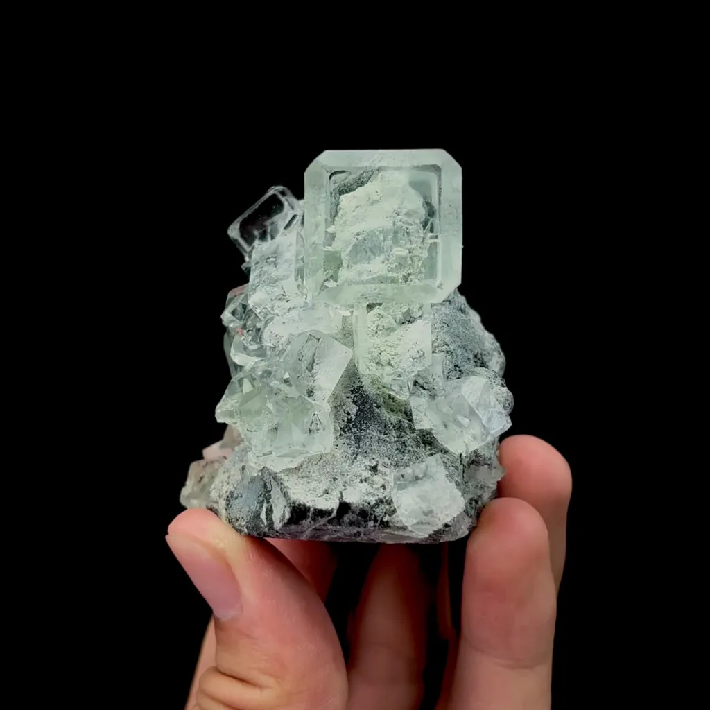 specimen video