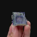 specimen video
