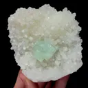 specimen video