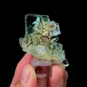 specimen video