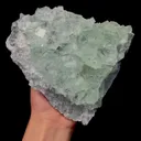 specimen video
