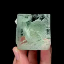 specimen video