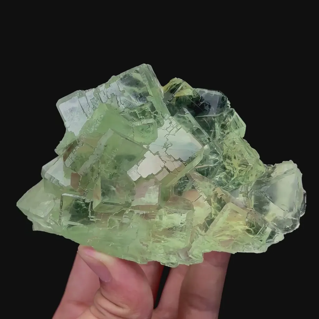 specimen video