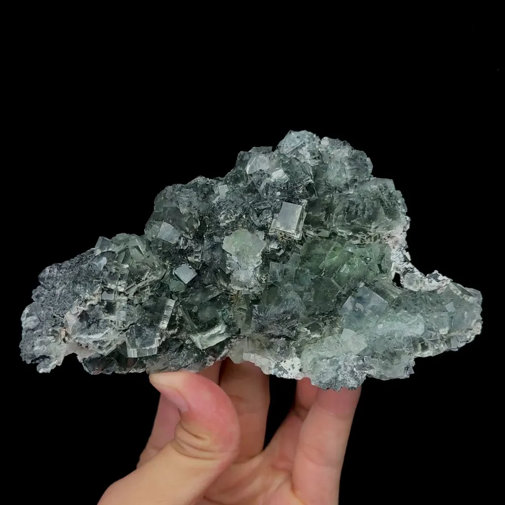 specimen video