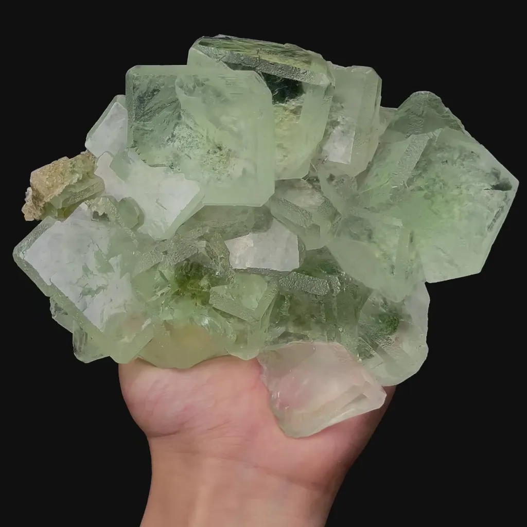 specimen video