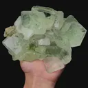 specimen video