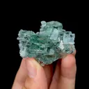 specimen video