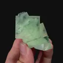 specimen video