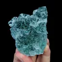 specimen video