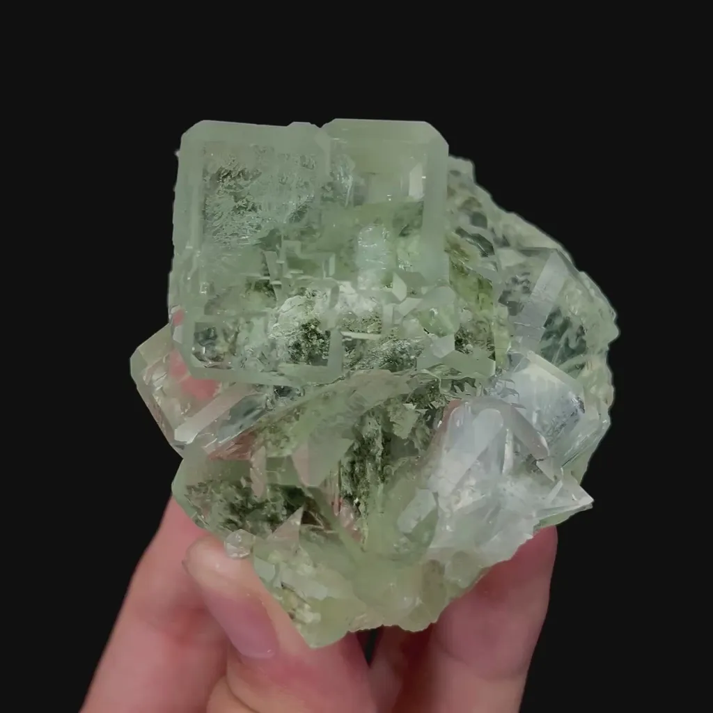 specimen video