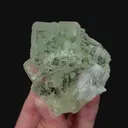 specimen video