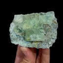 specimen video