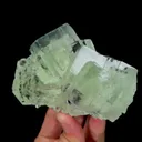 specimen video
