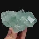 specimen video
