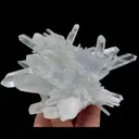specimen video