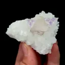 specimen video