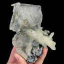 specimen video