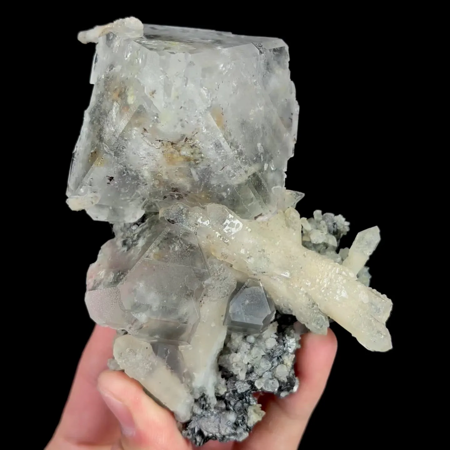 specimen video