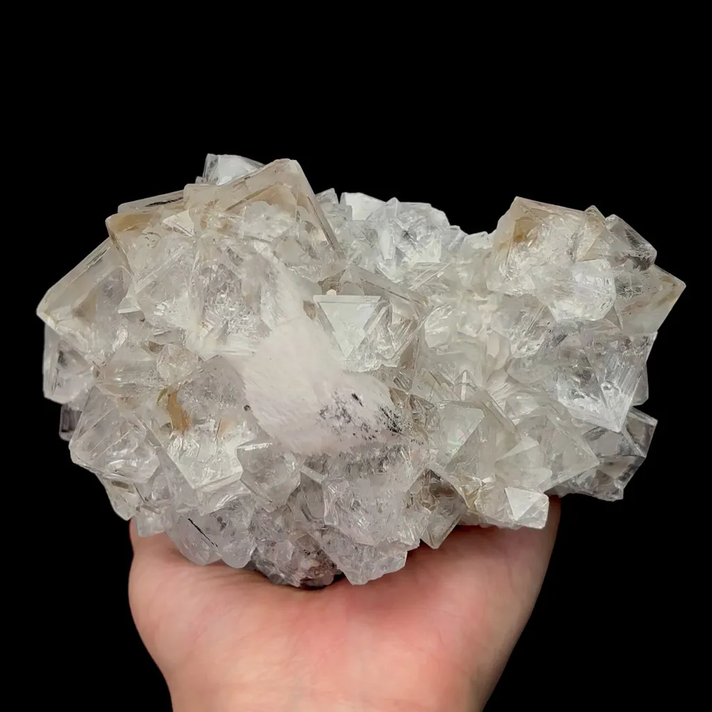 specimen video