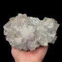 specimen video