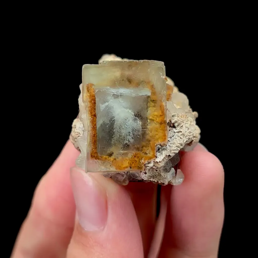 specimen video