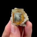 specimen video