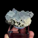 specimen video