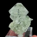 specimen video