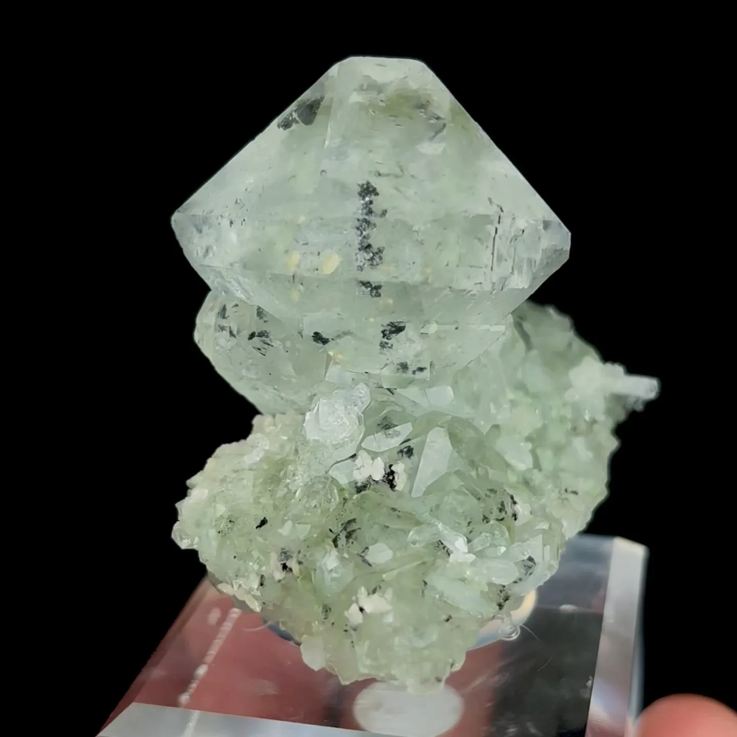 specimen video