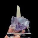 specimen video