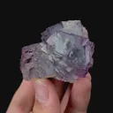 specimen video