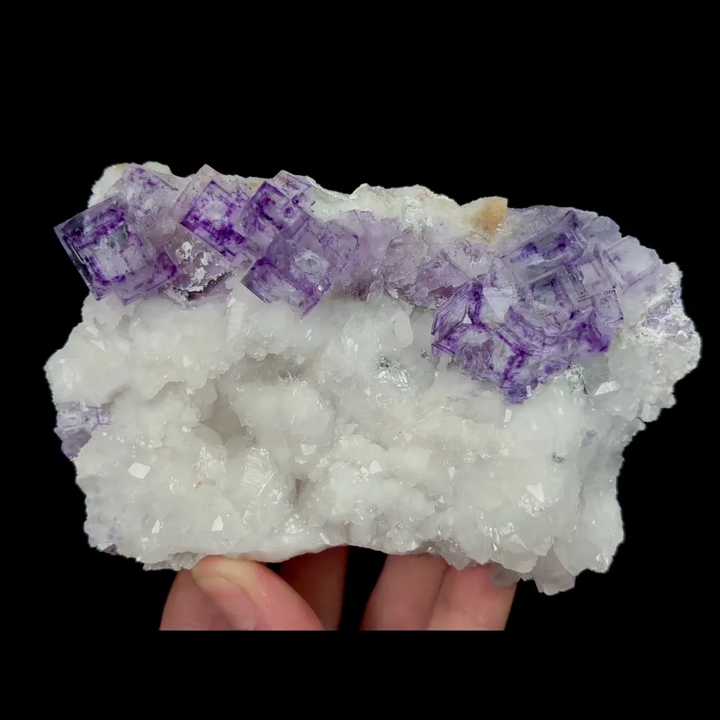 specimen video