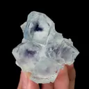 specimen video