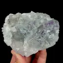 specimen video