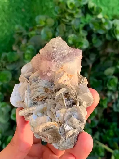 specimen video