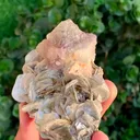 specimen video