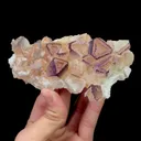 specimen video