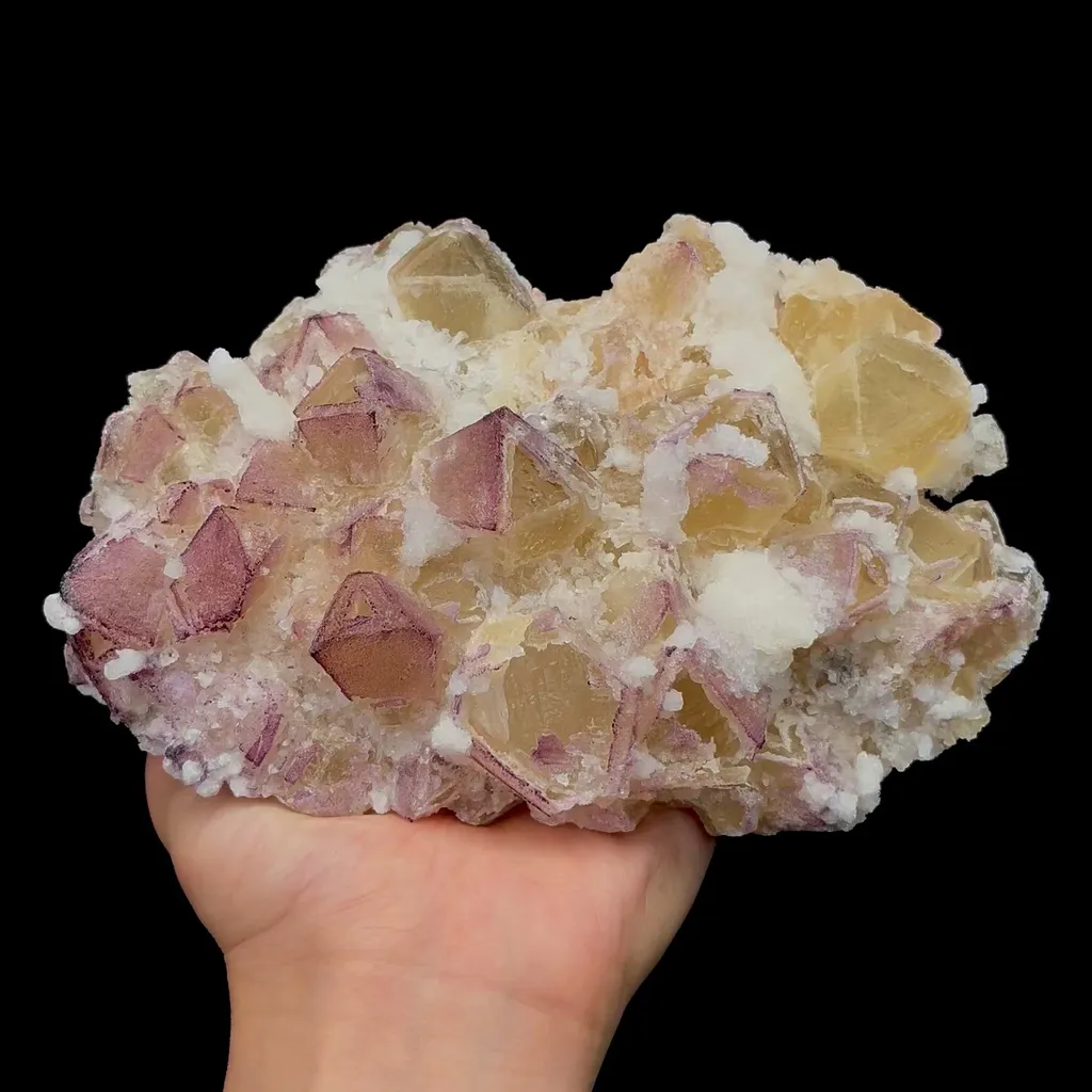 specimen video