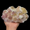 specimen video