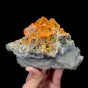 specimen video