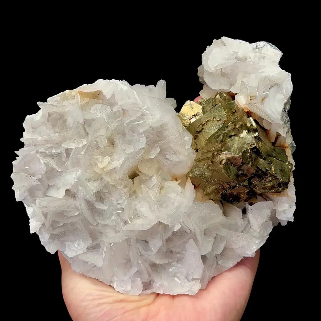 specimen video