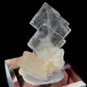 specimen video