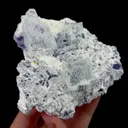 specimen video