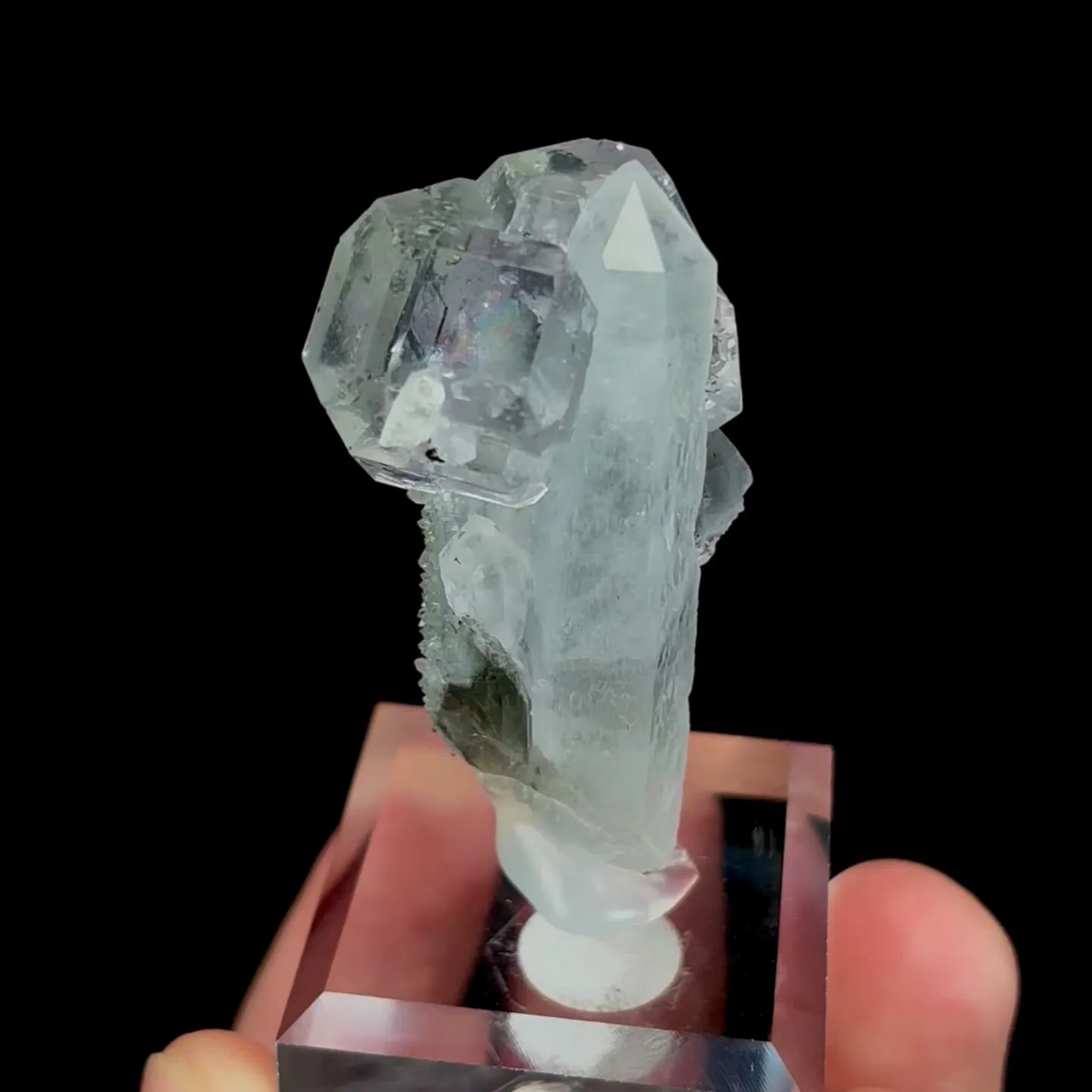 specimen video