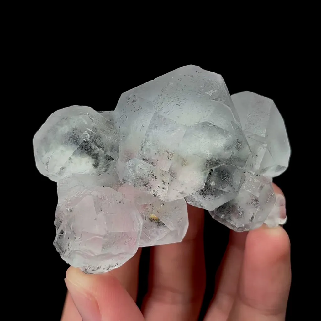 specimen video