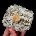 specimen video