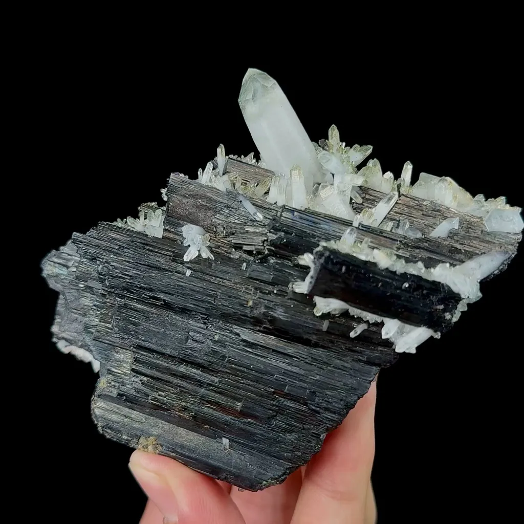 specimen video